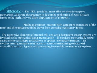 SENSORY : - The PDL provides a most efficient proprioreceptive
mechanism , allowing the organism to detect the application of most delicate
forces to the teeth and very slight displacement of the teeth .
Mechanoreception protects both supporting structures of the
tooth and the substances of the crown from excessive masticatory forces .
The responsive elements of stromal cells and actin dependent sensory system are
involved in the mechanical signal transduction . To survive a mechanically active
environment cells adapt to variations of applied membrane tension . This
involves sensing increase in intracellular tension maintaining contact with
extracellular matrix ligands and preventing irreversible membrane disruptions .
 