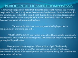 PERIODONTAL LIGAMENT HOMEOSTASIS
A remarkable capacity of pdl is that it maintains its width more or less overtime
despite the fact that it is squeezed between two hard tissues . Studies indicate that
the population of cells within the pdl both during development and regeneration
secreate molecules that can regulate the extent of mineralization and prevent
fusion of tooth root with surrounding bone .
Various molecules have been proposed which plays a role in
maintaining an unmineralized pdl .
PERIODONTAL CELLS can inhibit mineralized bone nodule formation by
bone stromal cells and studies have reported that inhibition may be dependent on
prostaglandin production .
Msx2 prevents the osteogenic differentiation of pdl fibroblasts by
repressing Runx2 also known as cbfa 1 transcriptional activity . The balance
between the activities of bone sialoprotein and osteopontin may also contribute in
maintaining pdl region .
 