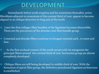 Immediately before tooth eruption and for sometimes thereafter, active
fibroblasts adjacent to cementum of the coronal third of root, appear to become
aligned in an oblique direction to long axis of the tooth .
 Later the first collagen fiber bundles of the ligament becomes discernible.
These are the precursors of the alveolar crest fibre bundle group.
 Cemental and alveolar fibers continue to elongate towards each , to meet and
fuse .
 As the first occlusal contact of the tooth occurs with its antagonist the
principal fibres around the coronal third of root, horizontal group are almost
completely developed .
 Oblique fibres are still being developed in middle third of root. With the
formation of apical fiber group, the definitive periodontal ligament architecture
is established.
 
