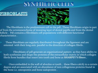 The fibroblasts is the predominant cell in the pdl . These fibroblasts origin in part
of from the ectomesenchyme of investing layer of dental papilla and from the dental
follicle . Pdl contains a fibroblasts cell populations with different functional
characteristics .
 These fibroblasts are regularly distributed throughout the ligament and are
oriented with their long axis parallel to the direction of collagen fibrils .
 Fibroblasts of pdl generate an organizational pattern as they have ability to
both synthesize and shape the proteins of the extracellular matrix in which collagen
fibrils form bundles that insert into tooth and bone as SHARPEY’S fibers .
 Once embedded in the wall of alveolus or tooth , these fibers calcify to a certain
degree and are associated with an abundance of non collagenous proteins found in
the bone i.e. osteopontin and bone sialoprotein .
 