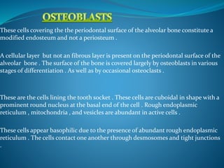 These cells covering the the periodontal surface of the alveolar bone constitute a
modified endosteum and not a periosteum .
A cellular layer but not an fibrous layer is present on the periodontal surface of the
alveolar bone . The surface of the bone is covered largely by osteoblasts in various
stages of differentiation . As well as by occasional osteoclasts .
These are the cells lining the tooth socket . These cells are cuboidal in shape with a
prominent round nucleus at the basal end of the cell . Rough endoplasmic
reticulum , mitochondria , and vesicles are abundant in active cells .
These cells appear basophilic due to the presence of abundant rough endoplasmic
reticulum . The cells contact one another through desmosomes and tight junctions
.
 