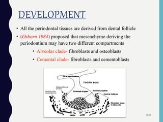 DEVELOPMENT
• All the periodontal tissues are derived from dental follicle
• (Osborn 1984) proposed that mesenchyme deriving the
periodontium may have two different compartments
• Alveolar clade- fibroblasts and osteoblasts
• Cemental clade- fibroblasts and cementoblasts
10/71
 