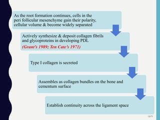 13/71
As the root formation continues, cells in the
peri follicular mesenchyme gain their polarity,
cellular volume & become widely separated
Actively synthesize & deposit collagen fibrils
and glycoproteins in developing PDL
(Grant’s 1989; Ten Cate’s 1971)
Type I collagen is secreted
Assembles as collagen bundles on the bone and
cementum surface
Establish continuity across the ligament space
 