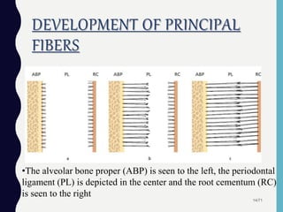 DEVELOPMENT OF PRINCIPAL
FIBERS
14/71
•The alveolar bone proper (ABP) is seen to the left, the periodontal
ligament (PL) is depicted in the center and the root cementum (RC)
is seen to the right
 