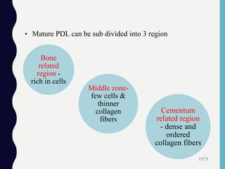 • Mature PDL can be sub divided into 3 region
15/71
Bone
related
region -
rich in cells
Cementum
related region
- dense and
ordered
collagen fibers
Middle zone-
few cells &
thinner
collagen
fibers
 