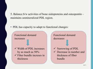 5. Balance b/w activities of bone sialoproteins and osteopontin –
maintains unmineralized PDL region.
• PDL has capacity to adapt to functional changes:
18/71
Functional demand
increases
 Width of PDL increases
by as much as 50%
 Fiber bundle increses in
thickness
Functional demand
decreases
 Narrowing of PDL
 Decrease in number and
thickness of fiber
bundle
 