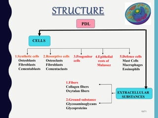 STRUCTURE
19/71
PDL
CELLS
EXTRACELLULAR
SUBSTANCES
3.Progenitor
cells
4.Epithelial
rests of
Malassez
1.Fibers
Collagen fibers
Oxytalan fibers
2.Ground substance
Glycosaminoglycans
Glycoproteins
1.Synthetic cells
Osteoblasts
Fibroblasts
Cementablasts
2.Resorptive cells
Osteoclasts
Fibroblasts
Cementaclasts
5.Defence cells
Mast Cells
Macrophages
Eosinophils
 