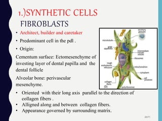 • Architect, builder and caretaker
• Predominant cell in the pdl .
• Origin:
Cementum surface: Ectomesenchyme of
investing layer of dental papilla and the
dental follicle
Alveolar bone: perivascular
mesenchyme.
20/71
1.)SYNTHETIC CELLS
FIBROBLASTS
• Oriented with their long axis parallel to the direction of
collagen fibers .
• Alligned along and between collagen fibers.
• Appearance governed by surrounding matrix.
 