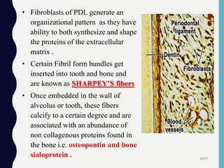 21/71
• Fibroblasts of PDL generate an
organizational pattern as they have
ability to both synthesize and shape
the proteins of the extracellular
matrix .
• Certain Fibril form bundles get
inserted into tooth and bone and
are known as SHARPEY’S fibers
• Once embedded in the wall of
alveolus or tooth, these fibers
calcify to a certain degree and are
associated with an abundance of
non collagenous proteins found in
the bone i.e. osteopontin and bone
sialoprotein .
 