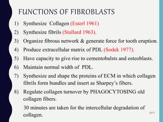 1) Synthesize Collagen (Esterl 1961)
2) Synthesize fibrils (Stallard 1963).
3) Organize fibrous network & generate force for tooth eruption.
4) Produce extracellular matrix of PDL (Sodek 1977).
5) Have capacity to give rise to cementobalsts and osteoblasts.
6) Maintain normal width of PDL.
7) Synthesize and shape the proteins of ECM in which collagen
fibrils form bundles and insert as Sharpey’s fibers.
8) Regulate collagen turnover by PHAGOCYTOSING old
collagen fibers.
30 minutes are taken for the intercellular degradation of
collagen.
22/71
FUNCTIONS OF FIBROBLASTS
 