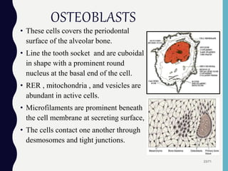 • These cells covers the periodontal
surface of the alveolar bone.
• Line the tooth socket and are cuboidal
in shape with a prominent round
nucleus at the basal end of the cell.
• RER , mitochondria , and vesicles are
abundant in active cells.
• Microfilaments are prominent beneath
the cell membrane at secreting surface,
• The cells contact one another through
desmosomes and tight junctions.
23/71
OSTEOBLASTS
 