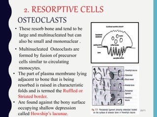 2. RESORPTIVE CELLS
OSTEOCLASTS
• These resorb bone and tend to be
large and multinucleated but can
also be small and mononuclear .
• Multinucleated Osteoclasts are
formed by fusion of precursor
cells similar to circulating
monocytes.
25/71
• The part of plasma membrane lying
adjacent to bone that is being
resorbed is raised in characteristic
folds and is termed the Ruffled or
Striated border.
• Are found against the bony surface
occupying shallow depression
called Howship’s lacunae.
 