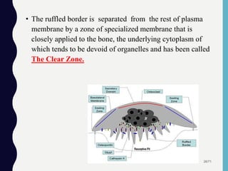 • The ruffled border is separated from the rest of plasma
membrane by a zone of specialized membrane that is
closely applied to the bone, the underlying cytoplasm of
which tends to be devoid of organelles and has been called
The Clear Zone.
26/71
 