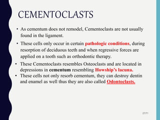 CEMENTOCLASTS
• As cementum does not remodel, Cementoclasts are not usually
found in the ligament.
• These cells only occur in certain pathologic conditions, during
resorption of deciduous teeth and when regressive forces are
applied on a tooth such as orthodontic therapy.
27/71
• These Cementoclasts resembles Osteoclasts and are located in
depressions in cementum resembling Howship’s lacuna.
• These cells not only resorb cementum, they can destroy dentin
and enamel as well thus they are also called Odontoclasts.
 