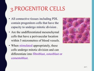 3.PROGENITOR CELLS
• All connective tissues including PDL
contain progenitors cells that have the
capacity to undergo mitotic division .
• Are the undifferentiated mesenchymal
cells that have a perivascular location
within 5 micrometres of blood vessels.
• When stimulated appropriately, these
cells undergo mitotic division and can
differentiate into fibroblast, osteoblast or
cementoblast.
28/71
 