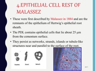 4.EPITHELIAL CELL REST OF
MALASSEZ
• These were first described by Malassez in 1884 and are the
remnants of the epithelium of Hertwig’s epithelial root
sheath.
• The PDL contains epithelial cells that lie about 25 m
from the cementum surface.
• They persist as networks, strands, islands or tubule-like
structures near and parallel to the surface of the root.
29/71
 