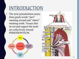 INTRODUCTION
• The term periodontium arises
from greek words “peri”
meaning around and “odont”
meaning tooth. Tissues that
invest and support the teeth
are collectively termed
PERIODONTIUM.
3/71
Periodontium
Gingiva
Periodontal
Ligament
Alveolar
Bone
Cementum
 