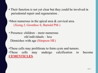 30/71
• Their function is not yet clear but they could be involved in
periodontal repair and regeneration .
•Most numerous in the apical area & cervical area.
(Xiong J, Gronthos S, Bartold PM )
• Presence: children – more numerous
old individuals – less
Dimnishes with age (Simpson HE)
•These cells may proliferate to form cysts and tumors.
•These cells may undergo calcification to become
CEMENTICLES.
 