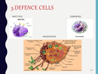 5.DEFENCE CELLS
31/71
MACROPHAGES
MAST CELLS EOSINOPHILS
 