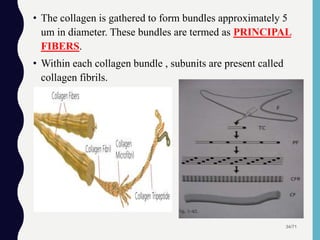 • The collagen is gathered to form bundles approximately 5
um in diameter. These bundles are termed as PRINCIPAL
FIBERS.
• Within each collagen bundle , subunits are present called
collagen fibrils.
34/71
 