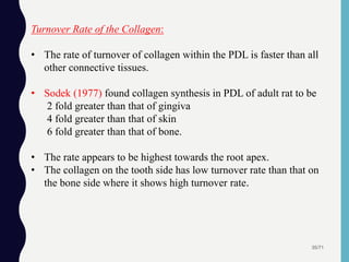 35/71
Turnover Rate of the Collagen:
• The rate of turnover of collagen within the PDL is faster than all
other connective tissues.
• Sodek (1977) found collagen synthesis in PDL of adult rat to be
2 fold greater than that of gingiva
4 fold greater than that of skin
6 fold greater than that of bone.
• The rate appears to be highest towards the root apex.
• The collagen on the tooth side has low turnover rate than that on
the bone side where it shows high turnover rate.
 