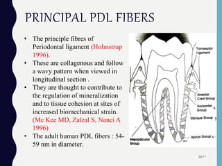 PRINCIPAL PDL FIBERS
36/71
• The principle fibres of
Periodontal ligament (Holmstrup
1996).
• These are collagenous and follow
a wavy pattern when viewed in
longitudinal section .
• They are thought to contribute to
the regulation of mineralization
and to tissue cohesion at sites of
increased biomechanical strain.
(Mc Kee MD, Zalzal S, Nanci A
1996)
• The adult human PDL fibers : 54-
59 nm in diameter.
 