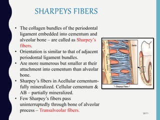 SHARPEYS FIBERS
38/71
• The collagen bundles of the periodontal
ligament embedded into cementum and
alveolar bone – are called as Sharpey’s
fibers.
• Orientation is similar to that of adjacent
periodontal ligament bundles.
• Are more numerous but smaller at their
attachment into cementum than alveolar
bone.
• Sharpey’s fibers in Acellular cementum-
fully mineralized. Cellular cementum &
AB – partially mineralized.
• Few Sharpey’s fibers pass
uninterruptedly through bone of alveolar
process – Transalveolar fibers.
 