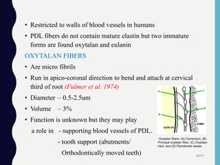 • Restricted to walls of blood vessels in humans
• PDL fibers do not contain mature elastin but two immature
forms are found oxytalan and eulanin
OXYTALAN FIBERS
• Are micro fibrils
• Run in apico-coronal direction to bend and attach at cervical
third of root (Fulmer et al. 1974)
• Diameter – 0.5-2.5um
• Volume – 3%
• Function is unknown but they may play
a role in - supporting blood vessels of PDL.
- tooth support (abutments/
Orthodontically moved teeth) 41/71
Oxytalan fibers. (A) Cementum, (B)
Principal oxytalan fiber, (C) Oxytalan
tract, and (D) Periodontal vessel.
 