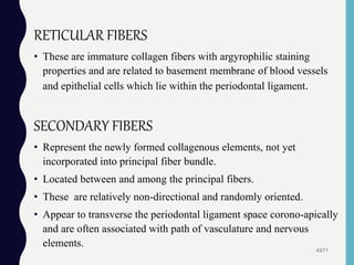 RETICULAR FIBERS
• These are immature collagen fibers with argyrophilic staining
properties and are related to basement membrane of blood vessels
and epithelial cells which lie within the periodontal ligament.
SECONDARY FIBERS
• Represent the newly formed collagenous elements, not yet
incorporated into principal fiber bundle.
• Located between and among the principal fibers.
• These are relatively non-directional and randomly oriented.
• Appear to transverse the periodontal ligament space corono-apically
and are often associated with path of vasculature and nervous
elements.
43/71
 