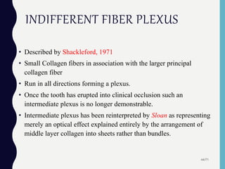 INDIFFERENT FIBER PLEXUS
• Described by Shackleford, 1971
• Small Collagen fibers in association with the larger principal
collagen fiber
• Run in all directions forming a plexus.
• Once the tooth has erupted into clinical occlusion such an
intermediate plexus is no longer demonstrable.
• Intermediate plexus has been reinterpreted by Sloan as representing
merely an optical effect explained entirely by the arrangement of
middle layer collagen into sheets rather than bundles.
44/71
 