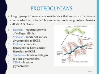 PROTEOGLYCANS
• Large group of anionic macromolecules that consists of a protein
core to which are attached hexose amine containing polysaccharides
called GAG chains.
46/71
1. Decorin – regulates growth
of collagen fibrils.
2. Versican – binds cell surface
glycoproteins to ECM.
3. Prelecan - binds to
fibronectin & helps anchor
fibroblast to ECM.
4. Syndecan - binds to collagen
& other glycoproteins.
5. CD44 – binds to
glycoproteins.
 