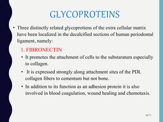 GLYCOPROTEINS
• Three distinctly related glycoprotiens of the extra cellular matrix
have been localized in the decalcified sections of human periodontal
ligament, namely:
• It promotes the attachment of cells to the substaratum especially
to collagen.
• It is expressed strongly along attachment sites of the PDL
collagen fibers to cementum but not bone.
• In addition to its function as an adhesion protein it is also
involved in blood coagulation, wound healing and chemotaxis.
1. FIBRONECTIN
48/71
 