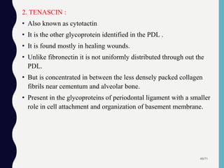 2. TENASCIN :
• Also known as cytotactin
• It is the other glycoprotein identified in the PDL .
• It is found mostly in healing wounds.
• Unlike fibronectin it is not uniformly distributed through out the
PDL.
• But is concentrated in between the less densely packed collagen
fibrils near cementum and alveolar bone.
• Present in the glycoproteins of periodontal ligament with a smaller
role in cell attachment and organization of basement membrane.
49/71
 