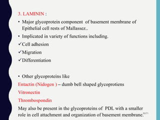 3. LAMININ :
• Major glycoprotein component of basement membrane of
Epithelial cell rests of Mallassez..
• Implicated in variety of functions including.
Cell adhesion
Migration
Differentiation
• Other glycoproteins like
Entactin (Nidogen ) – dumb bell shaped glycoprotiens
Vitronectin
Thrombospondin
May also be present in the glycoproteins of PDL with a smaller
role in cell attachment and organization of basement membrane.50/71
 