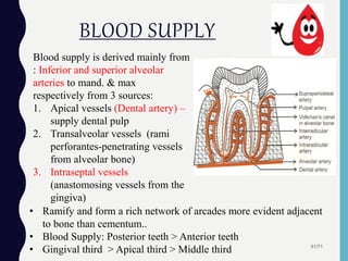 BLOOD SUPPLY
51/71
Blood supply is derived mainly from
: Inferior and superior alveolar
arteries to mand. & max
respectively from 3 sources:
1. Apical vessels (Dental artery) –
supply dental pulp
2. Transalveolar vessels (rami
perforantes-penetrating vessels
from alveolar bone)
3. Intraseptal vessels
(anastomosing vessels from the
gingiva)
• Ramify and form a rich network of arcades more evident adjacent
to bone than cementum..
• Blood Supply: Posterior teeth > Anterior teeth
• Gingival third > Apical third > Middle third
 