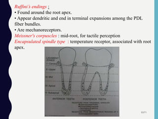 53/71
Ruffini’s endings :
• Found around the root apex.
• Appear dendritic and end in terminal expansions among the PDL
fiber bundles.
• Are mechanoreceptors.
Meissner's corpuscles : mid-root, for tactile perception
Encapsulated spindle type : temperature receptor, associated with root
apex.
 