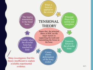 56/71
When a
force is
applied to
the crown
Principal
fibers first
unfold and
straighten
Transmit
forces to
the alveolar
bone
Causes
elastic
deformation
of the bony
socket.
Finally, when
the alveolar
bone has
reached its
limit
The load is
transmitted
to the basal
bone.
TENSIONAL
THEORY
States that the principal
fibers of PDL are the
major factors in
supporting the tooth and
transmitting the forces to
the bone.
Many investigators find this
theory insufficient to explain
available experimental
evidence.
 