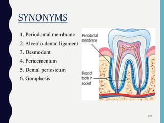 SYNONYMS
1. Periodontal membrane
2. Alveolo-dental ligament
3. Desmodont
4. Pericementum
5. Dental periosteum
6. Gomphosis
6/71
 