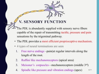 V. SENSORY FUNCTION
• The PDL is abundantly supplied with sensory nerve fibers
capable of the repair of transmitting tactile, pressure and pain
sensations by the trigeminal pathway.
• The PDL provides a most efficient proprioceptive mechanism.
• 4 types of neural terminations are seen
1. Free nerve endings –pain(at regular intervals along the
length of the root.
2. Ruffini like mechanoreceptors (apical area)
3. Meissner’s corpuscles - mechanoreceptors (middle 3rd)
4. Spindle like pressure and vibration endings (apex) 62/71
 