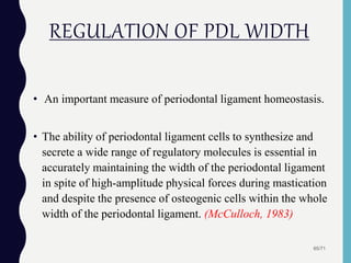 REGULATION OF PDL WIDTH
• An important measure of periodontal ligament homeostasis.
• The ability of periodontal ligament cells to synthesize and
secrete a wide range of regulatory molecules is essential in
accurately maintaining the width of the periodontal ligament
in spite of high-amplitude physical forces during mastication
and despite the presence of osteogenic cells within the whole
width of the periodontal ligament. (McCulloch, 1983)
65/71
 