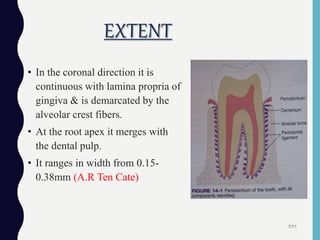 EXTENT
• In the coronal direction it is
continuous with lamina propria of
gingiva & is demarcated by the
alveolar crest fibers.
• At the root apex it merges with
the dental pulp.
• It ranges in width from 0.15-
0.38mm (A.R Ten Cate)
7/71
 