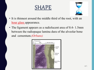 • It is thinnest around the middle third of the root, with an
hour glass appearance.
• The ligament appears as a radiolucent area of 0.4- 1.5mm
between the radiopaque lamina dura of the alveolar bone
and cementum.(Orbans)
8/71
SHAPE
 