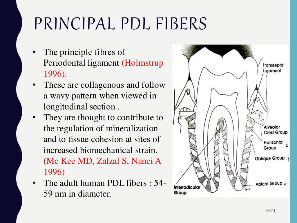 Periodontal ligament