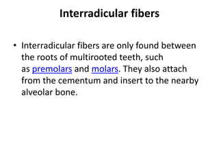 Interradicular Root Periodontal ligament | PPTX
