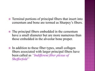  Terminal portions of principal fibers that insert into
cementum and bone are termed as Sharpey’s fibers.
 The principal fibers embedded in the cementum
have a small diameter but are more numerous than
those embedded in the alveolar bone proper.
 In addition to these fiber types, small collagen
fibers associated with larger principal fibers have
been called as “Indifferent fiber plexus of
Shefforfold”
 