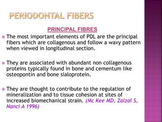 PRINCIPAL FIBRES
 The most important elements of PDL are the principal
fibers which are collagenous and follow a wavy pattern
when viewed in longitudinal section.
 They are associated with abundant non collagenous
proteins typically found in bone and cementum like
osteopontin and bone sialoprotein.
 They are thought to contribute to the regulation of
mineralization and to tissue cohesion at sites of
increased biomechanical strain. (Mc Kee MD, Zalzal S,
Nanci A 1996)
 