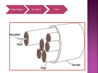 Tropocollagen Microfibril Fibril
 
