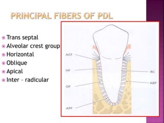  Trans septal
 Alveolar crest group
 Horizontal
 Oblique
 Apical
 Inter – radicular
 