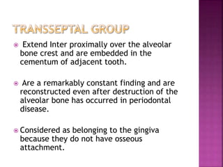  Extend Inter proximally over the alveolar
bone crest and are embedded in the
cementum of adjacent tooth.
 Are a remarkably constant finding and are
reconstructed even after destruction of the
alveolar bone has occurred in periodontal
disease.
 Considered as belonging to the gingiva
because they do not have osseous
attachment.
 