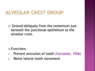  Extend obliquely from the cementum just
beneath the junctional epithelium to the
alveolar crest.
 Functions –
1. Prevent extrusion of tooth (Carranza, 1956)
2. Resist lateral tooth movement
 